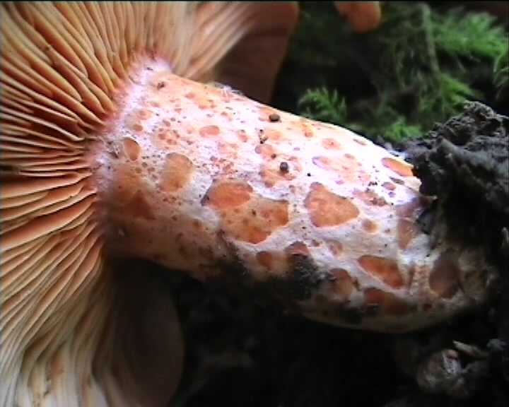 Lactarius salmonicolor  18.6.2004